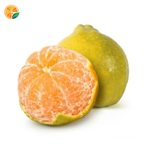 Fresh Nagpur oranges – Handpicked from Warud farms, rich in vitamin C