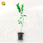 Healthy grafted orange saplings on Galgal plant – ideal for home Garden and commercial farming