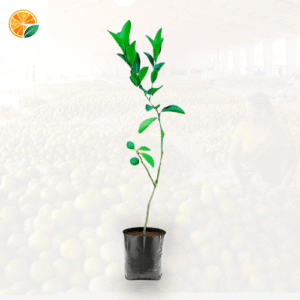 Healthy grafted orange saplings on Galgal plant – ideal for home Garden and commercial farming