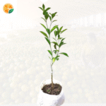 Orange saplings grafted on Rangpuri (Rangpur lime) – ideal for high-yield plantations