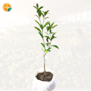 Orange saplings grafted on Rangpuri (Rangpur lime) – ideal for high-yield plantations